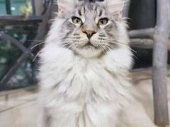 -十年猫舍·猫咪专门店(普陀店)