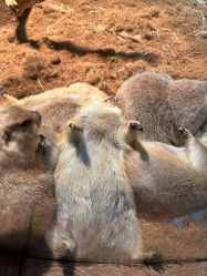 -Zoolung Zoolung动物主题公园(海信广场店)