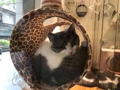 -小尾巴宠物店(万科·金域华庭店)