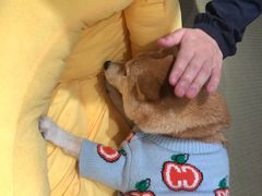 -逗柴咖啡屋·狗咖猫咖宠物桌游
