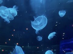 -石家庄海洋公园
