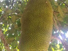 -侯臣咖啡文化村