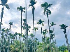 -兴隆槟榔园休闲农庄