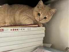 -东方名猫馆·英短金渐层布偶猫舍(环线广场1号楼店)