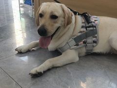 -pd派德宠物中心医院24H急重症·眼科中心·血液透析中心(嵩山北路店)