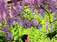-嘉定紫藤园