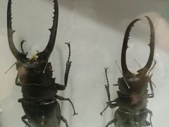 -上海昆虫博物馆