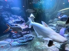 -上海海洋水族馆