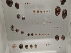 -青岛贝壳博物馆