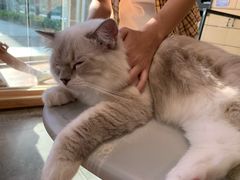 -瞄一喵猫咖(格力海岸店)