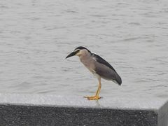 -水上明月·湖景餐厅