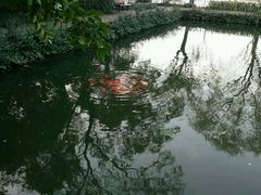 -西湖外事游船(花港观鱼码头)