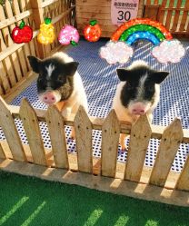 -萌宠亲子动物乐园(槐房万达店)