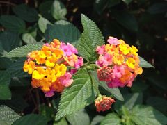 iphone_upload_pic-南丫岛