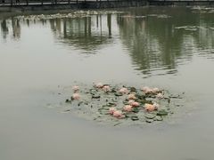 -大湾区中央湿地公园