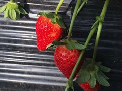 -万源龙顺度假庄园生态观光园