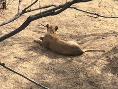 -石家庄市动物园