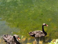 -长白岛森林公园