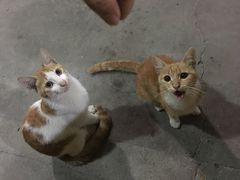 -长坦新鲜猪什夜宵广场