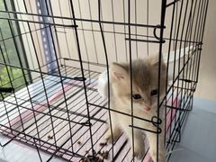 -喵百万·布偶·蓝金金渐层英短·猫舍(百子湾店)