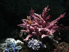 -暹罗海洋世界