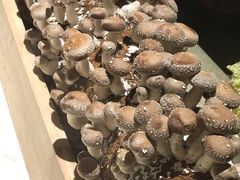 菌菇大观园-星洲小聚·东南亚菜(中航城君尚店)