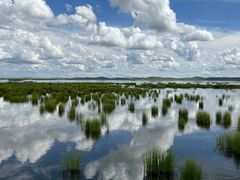 -郭莽湿地