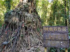 -莫里热带雨林景区