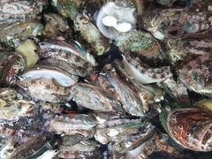 鲜鲍鱼-渔民新村(番禺总店)