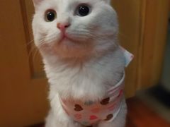 -纳吉亚猫专科动物医院博雅分院