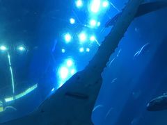 -迪拜水族馆及水下动物园