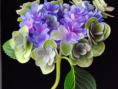 -循礼门鲜花花市(武汉循礼门店)