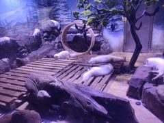 -上海海昌海洋公园-冰山北极馆