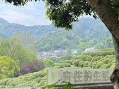 -龙井村