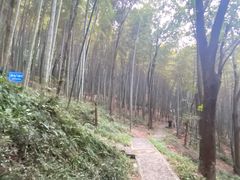 -上海佘山国家森林公园天马山园