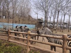 -大连森林动物园