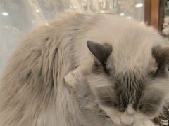 -共舞时光猫咖·狗咖(新街口店)