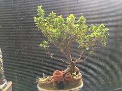 -云南荟·湖畔领宴(领事馆店)