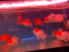 -双季花艺园艺市场(浦东店)