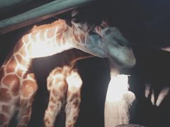 -清迈夜间动物园