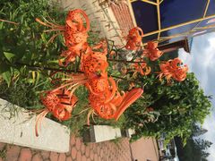 iphone_upload_pic-五营红松林海景区