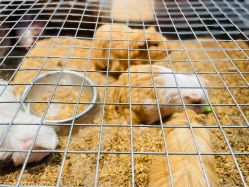 -酷嗒动物文化乐园(cutezoo西溪乐天城店)