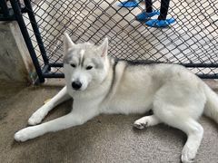 -TrueLove @ Neverland (Husky Cafe)