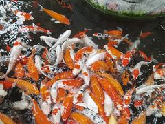 -南宫五洲植物乐园