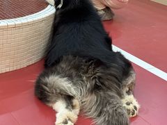 -和它·交个朋友·狗咖猫咖(爱琴海店)