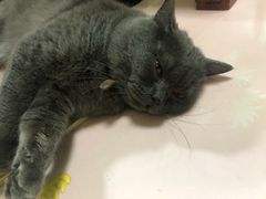 -李小姐の猫咖啡馆(五角场店)