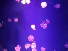 -芜湖新华联大白鲸海洋公园