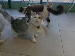 -怪兽屋·羊驼·猫咖·狗咖(俊华广场店)