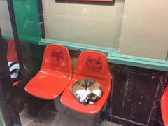 -猫咪博物馆(顶澳仔猫街店)