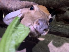 -正佳雨林生态植物园
